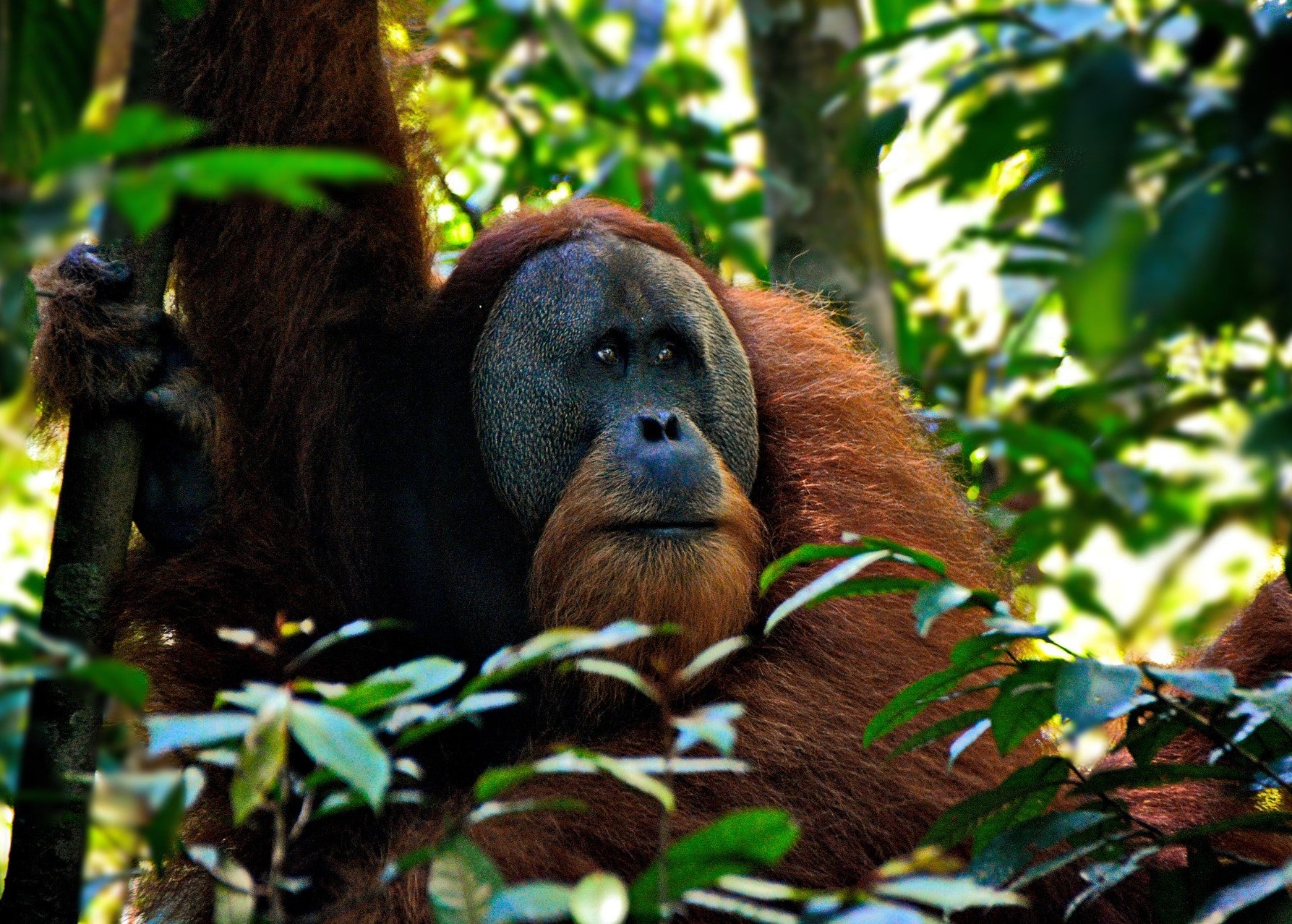 Image of orangutan in Palm Oil Tree